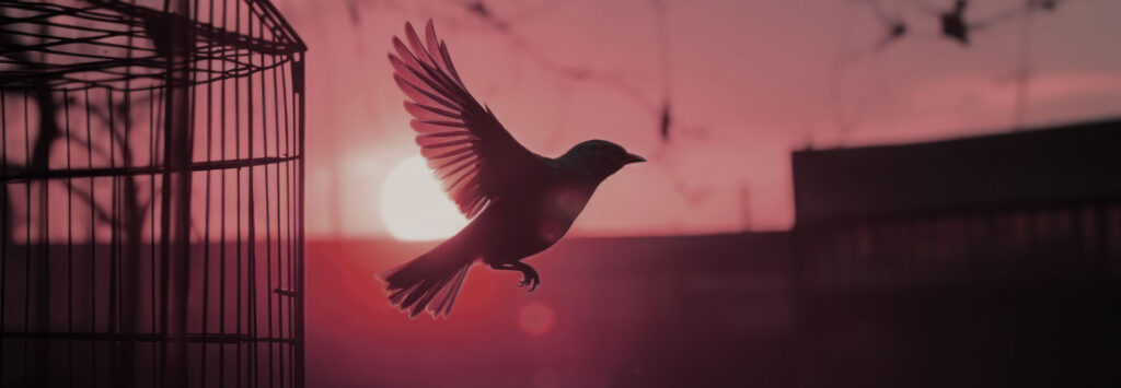 A bird flying free after being released from its cage.